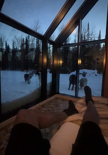 Exploring the Pipeline Wolf Pack: Dena Wolfpack 🐺