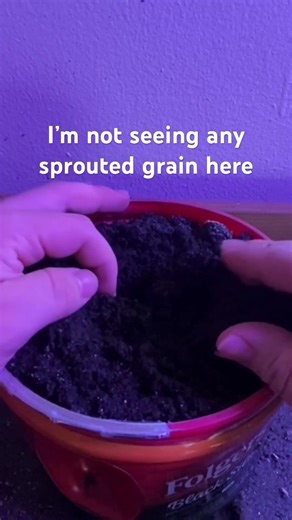 Why won’t my einkorn grow? #sustainability #garden #plants