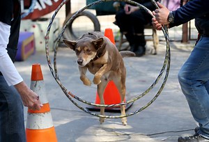 Canine Circus School is serious fun
