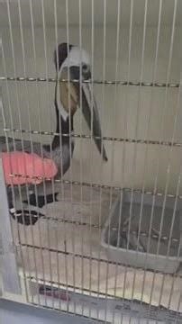Mysterious bird deaths plague California beaches