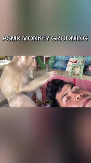 Vídeo de Monkeys Asmr (@monkeys.asmr5) relacionado a ASMR