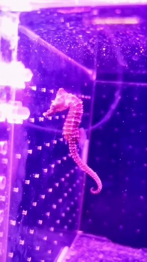 Seahorse in Aquarium: A Colorful Underwater Scene