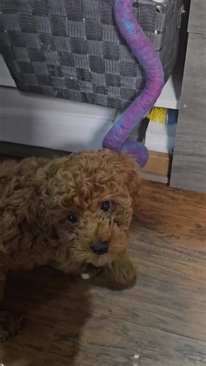 “I am simply here to be adorable and cause problems.” 🐩😌 —Cedar, every single morning. From innocent eyes to questionable choices in 0.2 seconds. Follow for daily mini poodle chaos and product reviews. #MiniPoodle #PuppyTok #DogHumor #SaturdayVibes
