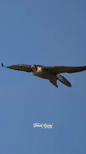 Ravens Chasing Peregrine Falcon - Epic Wildlife Encounter