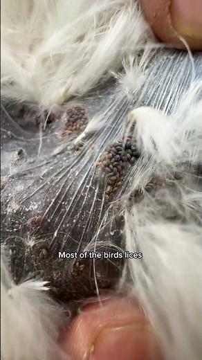 How to protect birds from lice and mites #birds #treatment #lice #foryou #trending #viralreel