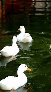 Ducks Swimming Water Summer Season White Stock Footage Video (100% Royalty-free) 3622128569 | Shutterstock