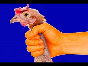 HOW TO CHOKE YOUR CHICKEN