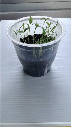 Crecimiento de una planta de Cilantro Time-Lapse