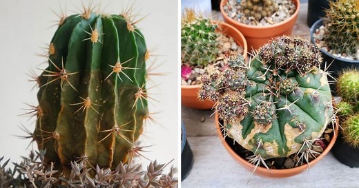 Cactus Corking: What it Is, How to Recognize It