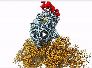 Mechanics of Muscle Cells Revealed: Ostap and Sindelar Use Advanced Microscopy to Show Myosin’s Role in Contraction