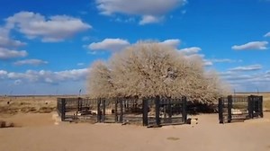 Bishiyar da manzon Allah (SAW) ya huta a karkashinta (sahabi tree) #viral | Duniya