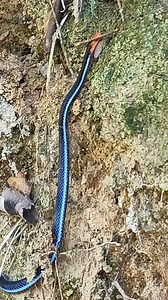 24K views · 105 reactions | Calliophis bivirgatus is a species of snake in the family Elapidae known commonly as the blue coral snake or blue Malayan coral snake. It is native to Southeast Asia. Credit for @ Nang Chian Ping from Penang, Malaysia #naturalworldshow | Natural World | Facebook