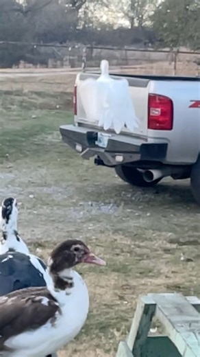 1M views · 5.6K reactions | Got the Muscovy flying in action. They are such graceful birds! The others look like they are in awe! #muscovy #duck #fly #flying #beauty #creation #chickens #coop #farm #babyduck #mucovyduck | Kara’s chicken coop | Facebook