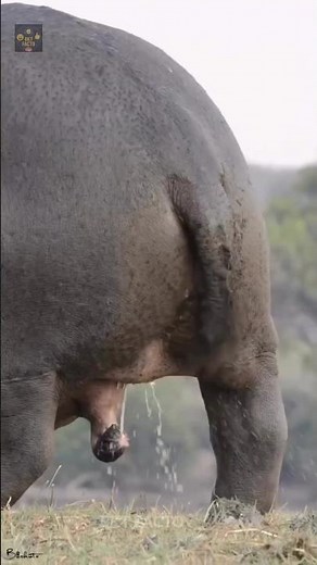 "ये जानवर इतना भारी होकर भी इतना तेज़ कैसे है? वजह जानकर दंग रह जाओगे!"