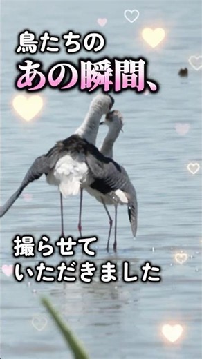 [Mating Season] A peek at the mating ritual of the long-legged black-winged stilt… #shorts #wildb...