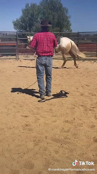 Follow along #start 2 #saddle #series #part5 #mankinsperformancehorses #coltstarting #training #cowhorse #cowboy #riding #cow #horses #show #fyp #cutting #reining #futurity #collection #flexion #body #colt #whoa #tips #AerieREAL #horsepower #horsetok #rope #cinch