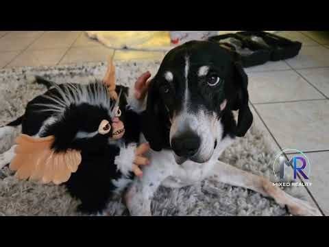 Mohawk the Gremlin Bonds With a Coonhound 🐾 | Hugs, Ear Scratches & Pure Friendship