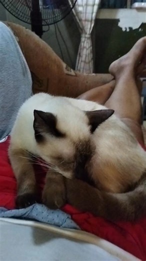 Hello ;) I'm Kitty! | Marky Ramos