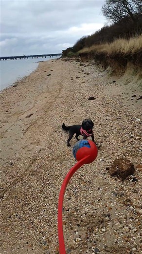 Soggy Doggy on the Beach #cockapoo #c #cute