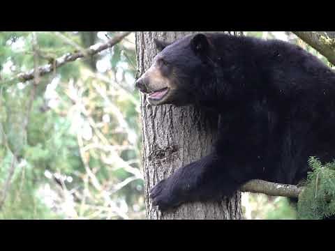 Black bear Takoda climbs 50 feet up a tree