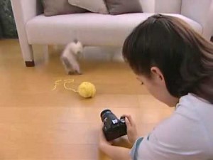 Canon EOS - 1000D 450D 500D Live View Shooting