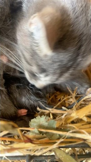 Kittens just MINUTES old! Just born Kittens - CUTE!!!!