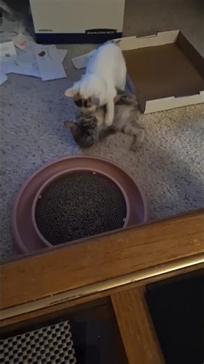 These Japanese Bobtails are too cute when they fight! #kitten #cats #shorts