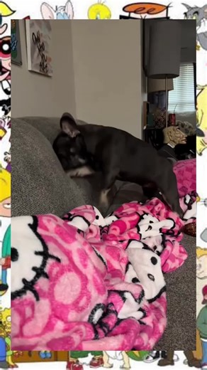 Adorable French Bulldog Puppies