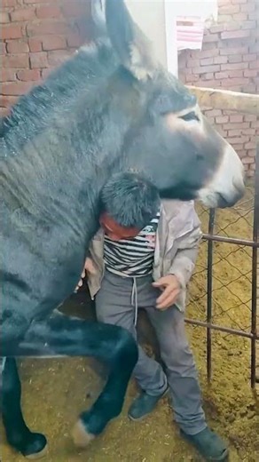 Funniest Donkey Ever Donkey Training the fun way 80