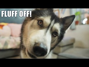 Grumpy Husky Can’t Believe I Suggested this!