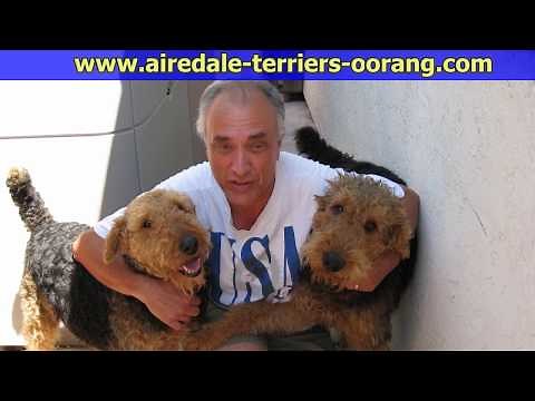 Large Airedale Terrier Breeder #Airedaleterriers