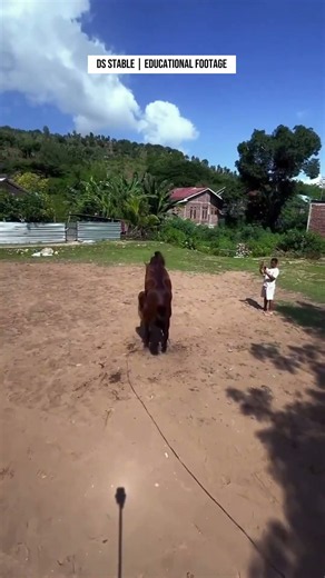 Eps 91 | Natural Horse Breeding Process | DS Stable Documentary #pets #horse #nature #animals #fyp