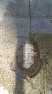 Here is one you guys do not often see. Our western pond turtle! He came to the zoo due to being tangled in fishing line which resulted in his two front feet being amputated. He still gets around just fine with his two front nubs! | Merced Applegate Zoo