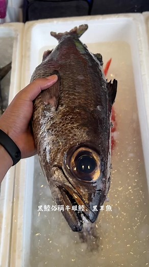 黑鯥：深海的美味珍饈