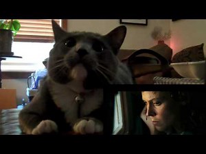 映画エイリアンを見て目が離せないネコ 【比較】