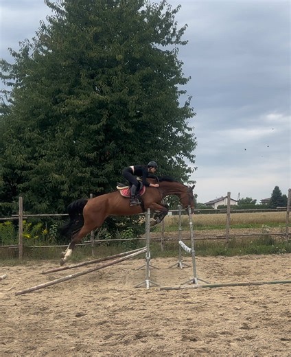 Lato chce lato #fyp #dc #horse