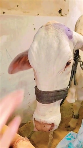 lo aa gai qurbani❤️#ytshorts #trending #viral #qurbani