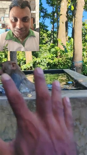 This Monkey Just Made my Day!🤣🐒 #funnymonkey #animallife #youtubeshorts