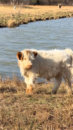 You asked… we delivered! 🐮✨ Yes, we have a handful of mini Highland HighPark calves and cows available. Miniature and micro-minis with sweet personalities, gorgeous coats, some bred cows, healthy, mother-raised calves and centrally located . Pictured are just a few of the cows & calves we have ready for new homes. Located in Oklahoma. Transport options available. Please check out our website for a full list of our Available Cattle and send us a message if you’d like more details or would like t