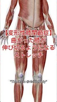 [Must-See for Knee Pain] Simple Stretch to Fully Straighten Your Bent Knees | Gotoyuki Specialist...