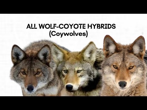 All Wolf-Coyote, Wolf-Coywolf & Coyote-Coywolf Hybrids in North America!