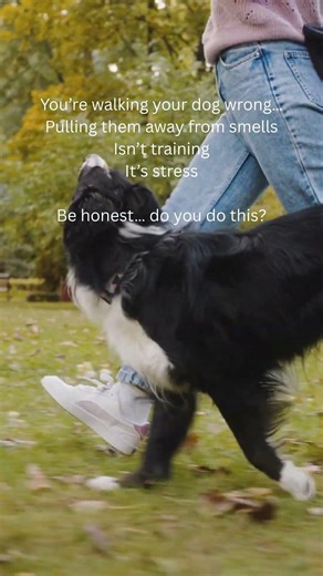 You’re Walking Your Dog Wrong (Stop Doing This!)