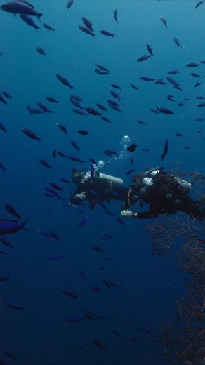 Garmin on Instagram: "When you dive with #Descent Mk3, the ultimate dive computer + smartwatch, you’ll dive deeper and be more connected — to the sea and each other — than ever before. Diver-to-diver messaging is coming soon with a required software update."
