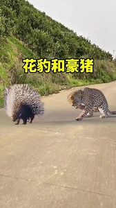 花豹和豪猪 #动物世界 #神奇动物在这里 #动物世界精彩集锦 #花豹#豪猪
