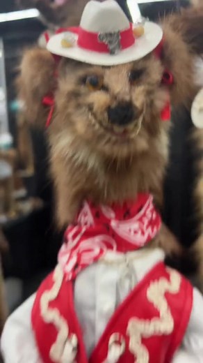 Meet Greg: A Unique Blend of Taxidermy and Curiosities