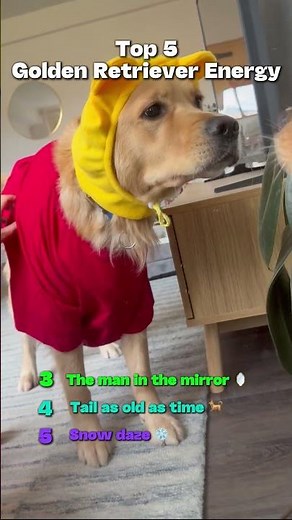 BIG GOLDEN RETRIEVER ENERGY 🐕