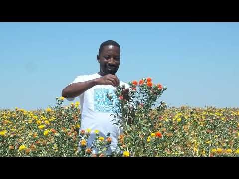 THE MAGICAL SAFFLOWER KIAMA VARIETY