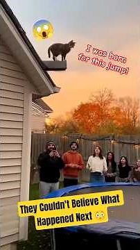 The Most Insane Cat Jump Ever Caught on Camera! 😱 #cats #cat #catlovers