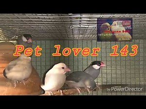 Java bird breeding & health tips.. ( Bengali)