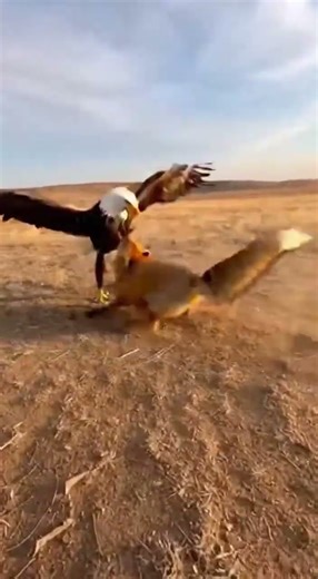 Epic Wildlife Battle: Bald Eagle vs. Fox Showdown #BaldEagle #shorts